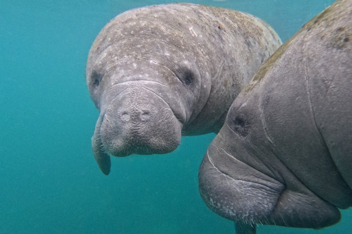 Crystal River Manatee Swim – 3 Hours, Maximum 6 Guests - Photo 1 of 25